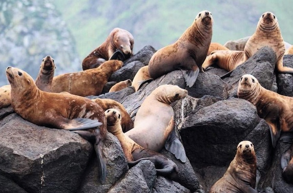 Лежбище сивучей на Сахалине