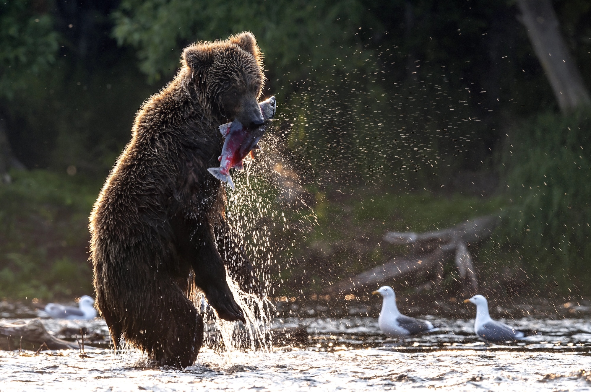 Наблюдение за медведями на Камчатке